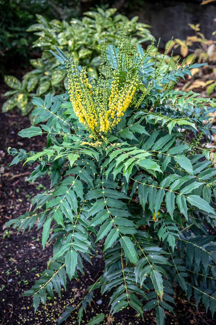 National Botanic Gardens