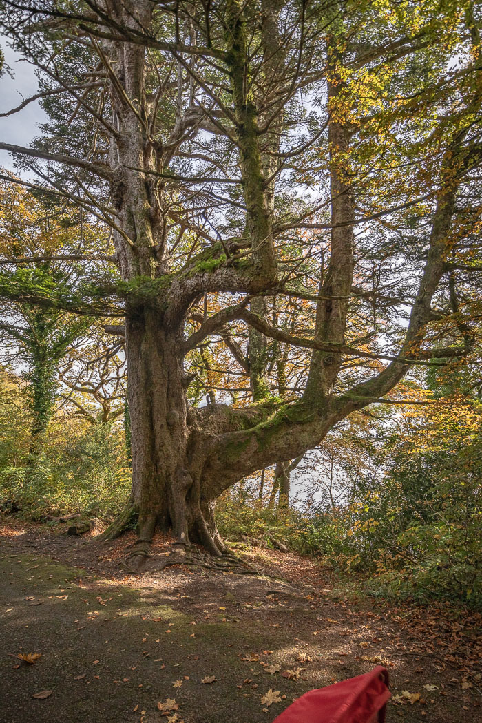 Ross Castle Area