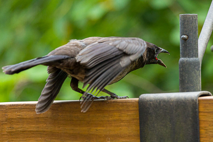 Small lives in Madison