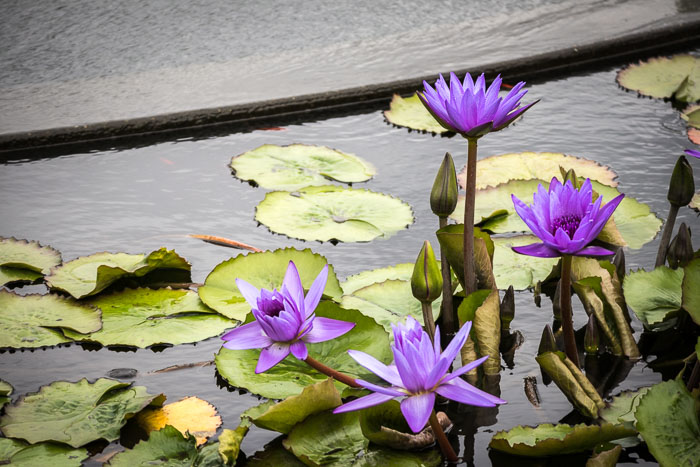 New York Botanical Gardens New York Botanical Gardens