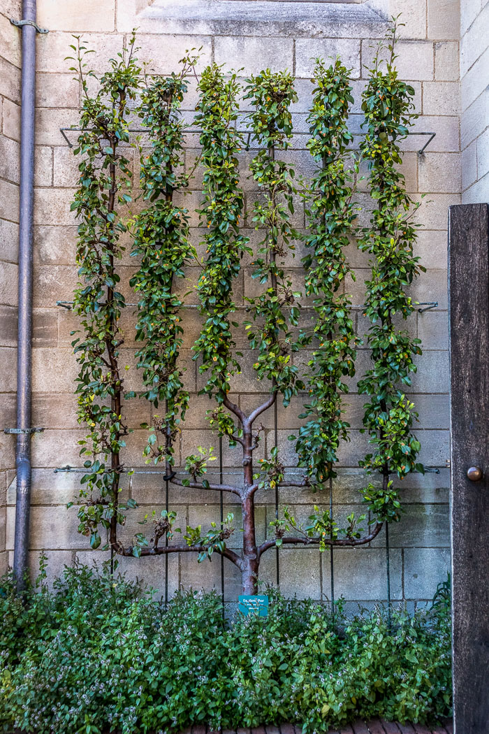 The Cloisters