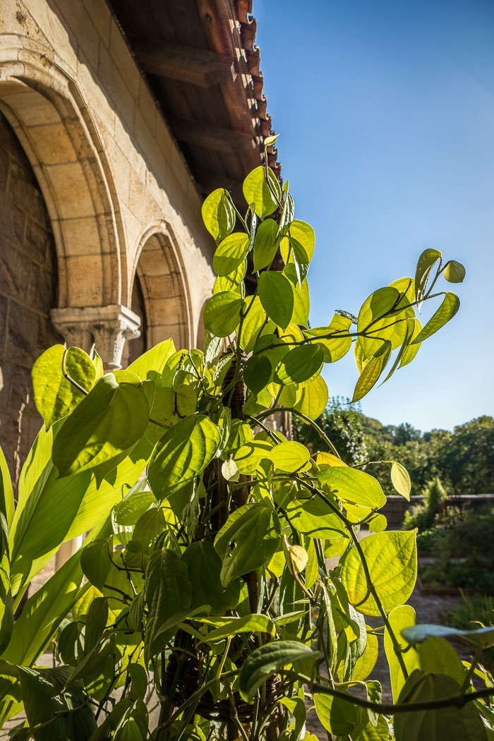 The Cloisters