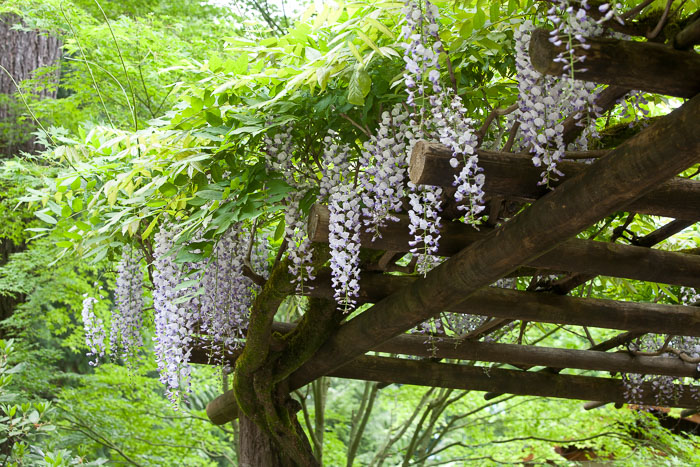 Portland Japanese Gardens