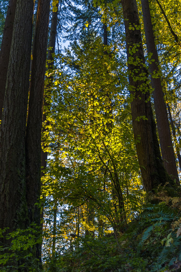 Portland Japanese Gardens