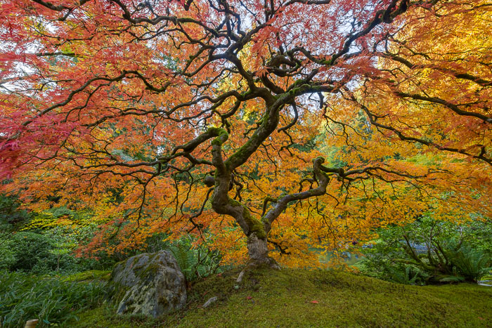 Portland Japanese Gardens Portland Japanese Gardens