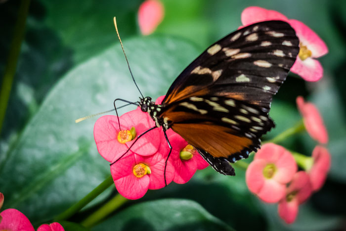 Seattle Center and Pacific Science Center
