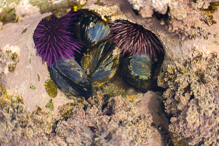 Botanical Beach
