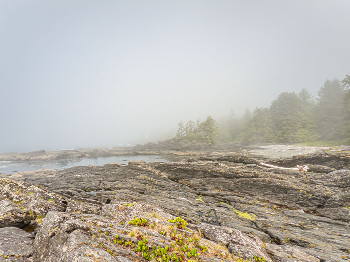 Botanical Beach