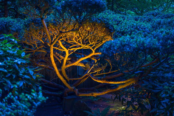 Buchart Gardens After Dark