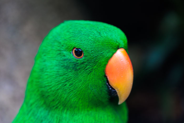 Victoria Butterfly Gardens