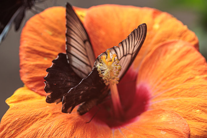Victoria Butterfly Gardens