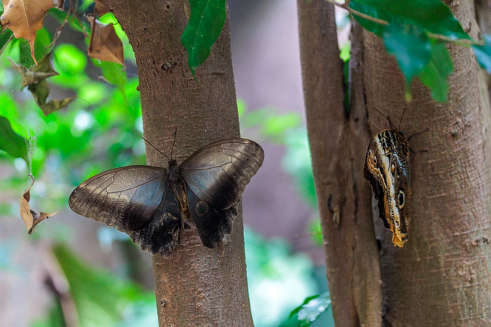 Victoria Butterfly Gardens