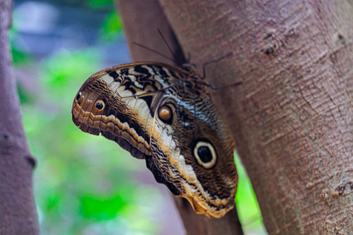 Victoria Butterfly Gardens