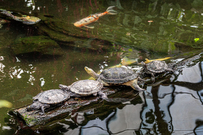 Victoria Butterfly Gardens