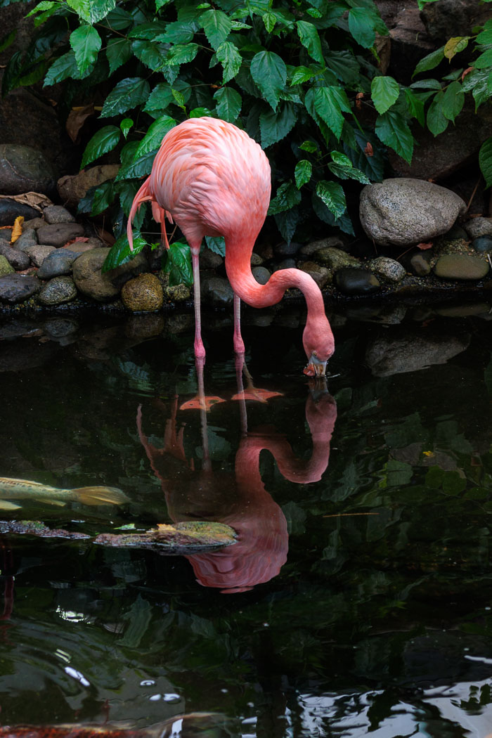 Victoria Butterfly Gardens