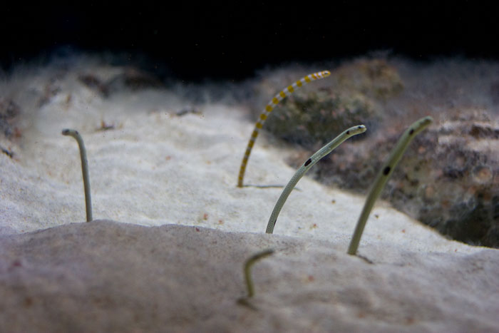 Vancouver Aquarium