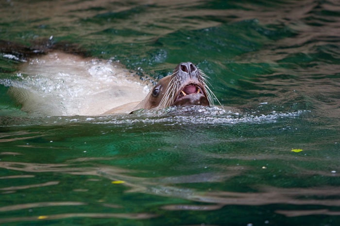 Vancouver Aquarium